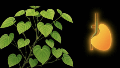 गिलोय पर विवाद — डॉक्टर्स बोले, लीवर के लिए हो सकता है खतरनाक